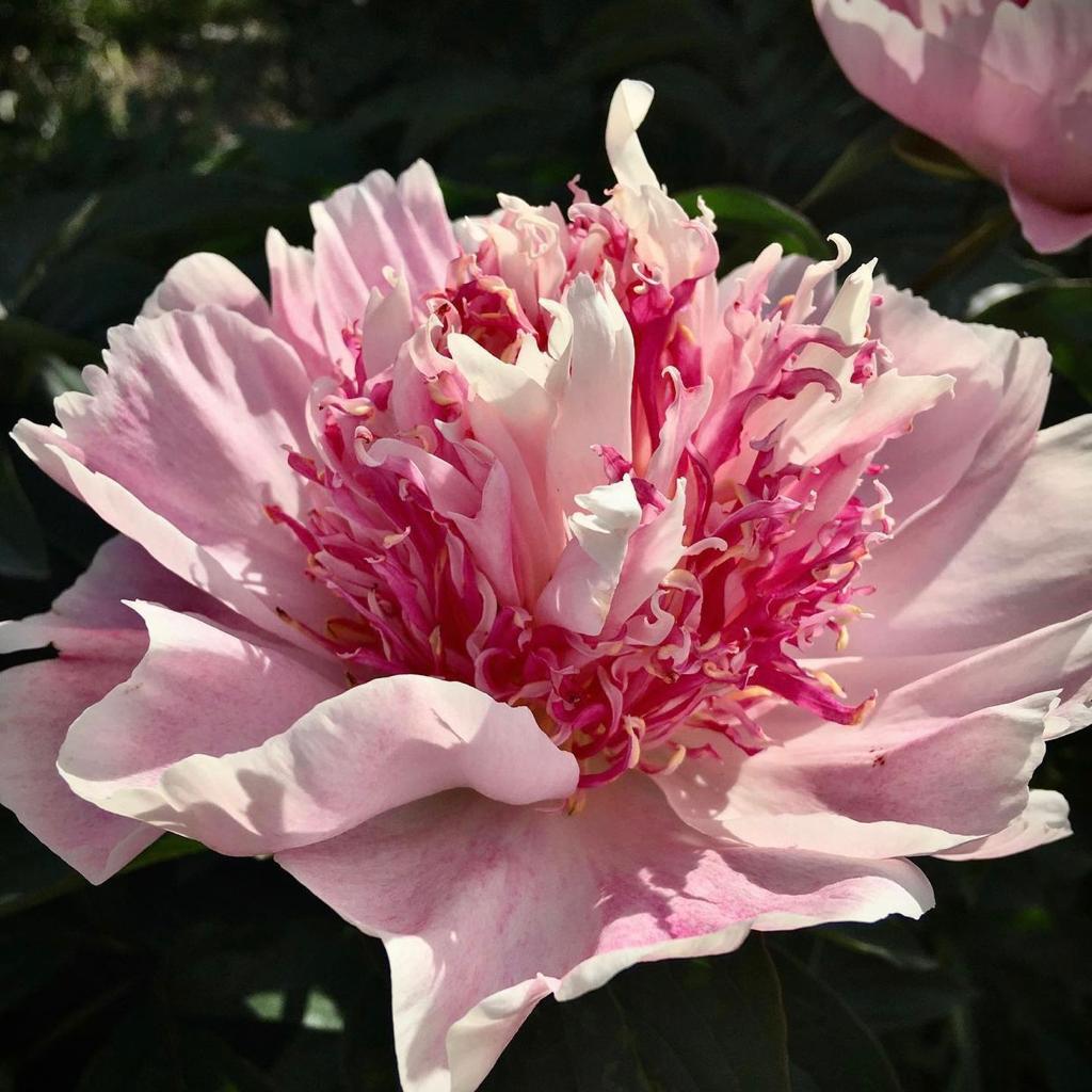 Пион Ду Телл