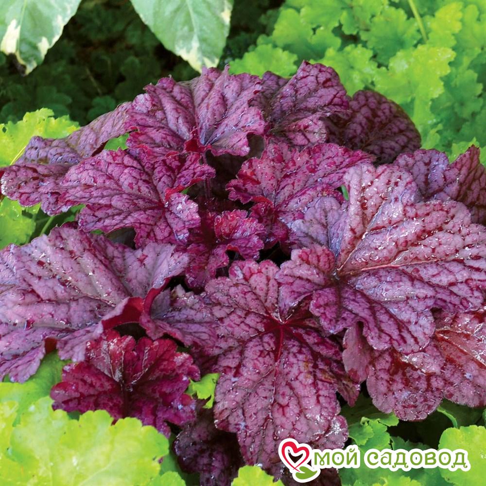 Гейхера Инфинити