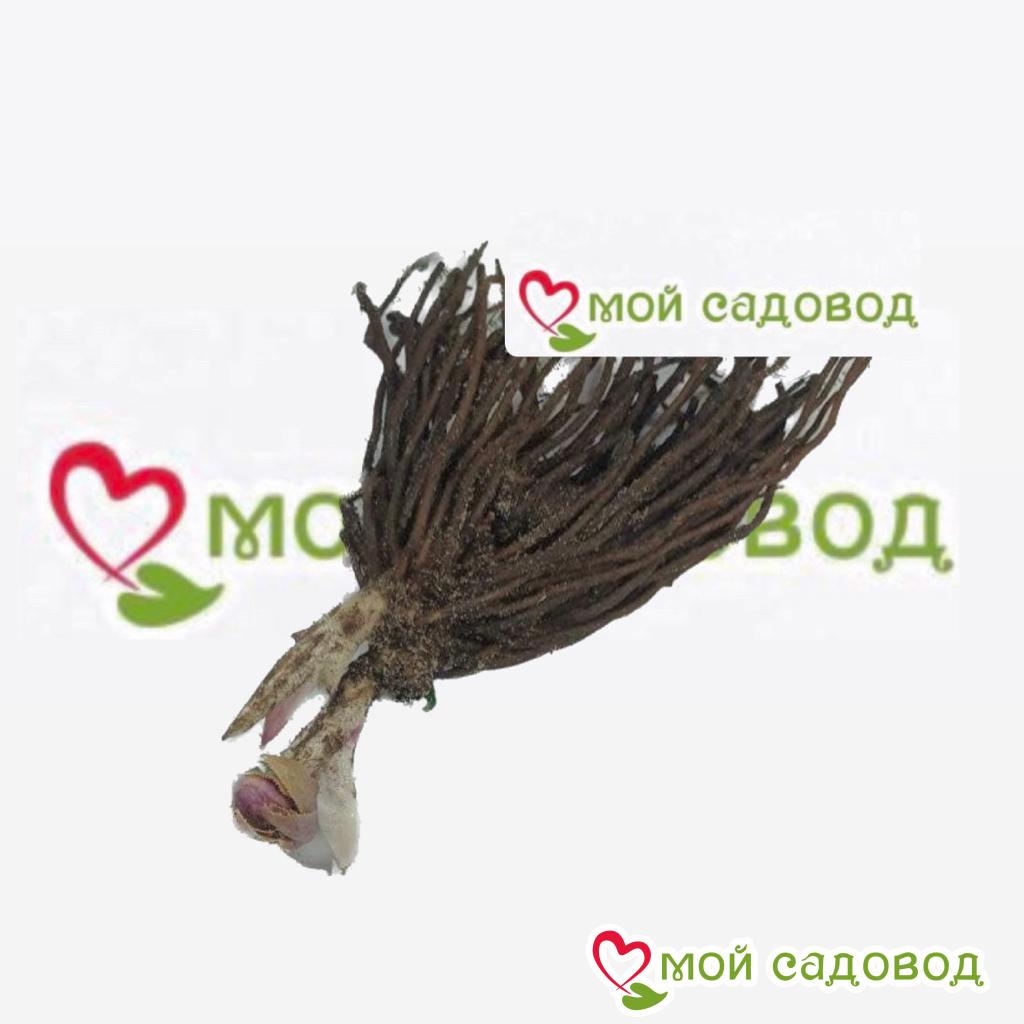 Морозник восточный Дабл Элен Йеллоу