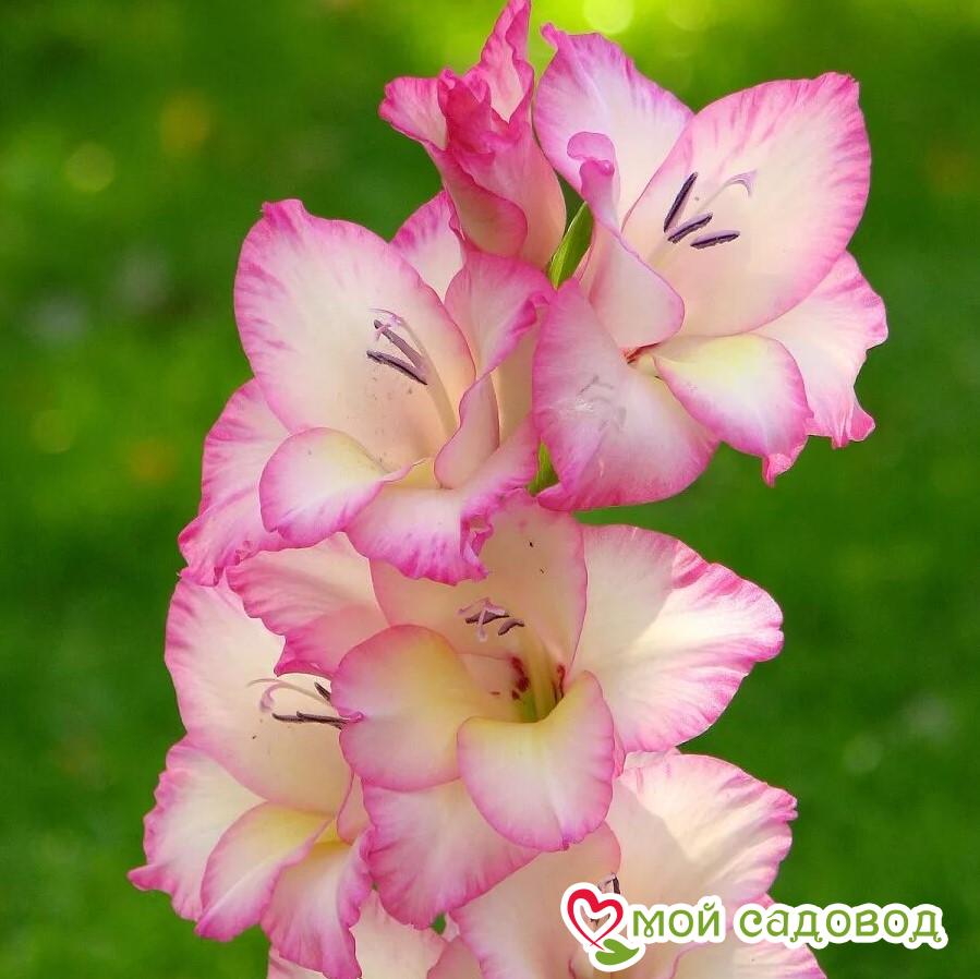 Гладиолус Калос